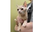 Adopt Brooke A Orange Or Red Domestic Shorthair / Mixed Cat In Dickson