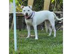 Adopt Sancha a White - with Tan, Yellow or Fawn Pit Bull Terrier / Mixed dog in