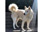 Adopt Bronson a Tan/Yellow/Fawn Siberian Husky / Samoyed / Mixed dog in Oakland