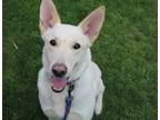 Adopt Gandalf a German Shepherd Dog / Mixed dog in Genoa, IL (34728232)