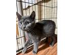 Adopt Horder a Gray or Blue Domestic Shorthair / Mixed (short coat) cat in