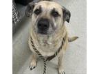 Adopt Ms.Dobby a Tan/Yellow/Fawn Black Mouth Cur / Mixed dog in Spokane