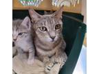 Adopt Shelby a Gray or Blue Domestic Shorthair / Mixed cat in Sarasota