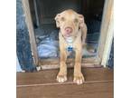 Adopt Ava A Tan/Yellow/Fawn Labrador Retriever / Mixed Breed (Small) / Mixed Dog