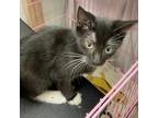 Adopt Licorice a All Black Domestic Shorthair / Mixed cat in Priest River