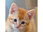 Adopt Stormtrooper a Orange or Red (Mostly) Domestic Shorthair (short coat) cat