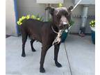 Adopt TAMMY a Black - with White American Pit Bull Terrier / Mixed dog in