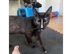 Adopt Faith a All Black Domestic Shorthair / Mixed cat in Shelbyville