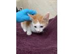 Adopt 50045814 a Orange or Red Domestic Shorthair / Domestic Shorthair / Mixed