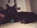 Adopt Nebula A Black (Mostly) Maine Coon / Mixed (long Coat) Cat In Phoenix
