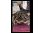 Adopt Rocky a Brown Tabby Domestic Mediumhair / Mixed (medium coat) cat in