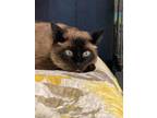 Adopt Kahlua a Black & White or Tuxedo Siamese / Mixed (short coat) cat in