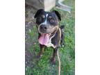 Adopt Gumbo a Black - with Tan, Yellow or Fawn Rottweiler / Mixed dog in
