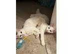 Adopt Kiwi & Coconut a White Domestic Mediumhair / Mixed (medium coat) cat in