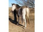 AQHAAPHA SW1SW1 stallion for sale