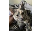 Adopt Cleopatra a Tortoiseshell American Shorthair / Mixed (short coat) cat in