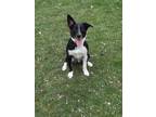 Adopt BUCK a Black - with White Border Collie / Australian Shepherd / Mixed dog