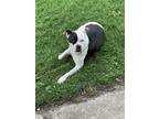 Adopt Bailey a Black - with White American Pit Bull Terrier / Mixed dog in