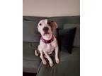Adopt Lady a White - with Brown or Chocolate American Pit Bull Terrier / Mixed