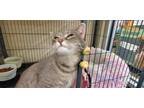 Adopt DIXIE a Gray, Blue or Silver Tabby Domestic Shorthair / Mixed (short coat)