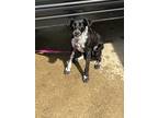 Adopt M (Emmy) a Black - with White Border Collie / Greyhound dog in