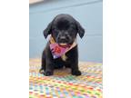Adopt Rizzo a Black Labrador Retriever / Mixed dog in Orangeburg, SC (34725680)