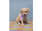 Adopt Sandy a White - with Tan, Yellow or Fawn Labrador Retriever / Mixed dog in