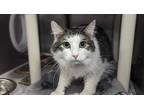 Adopt MUFFIN a White Domestic Shorthair / Mixed (short coat) cat in Charlotte