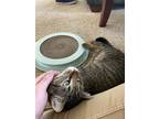 Adopt Quentin a Brown Tabby Domestic Shorthair / Mixed (short coat) cat in La