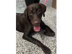 Adopt Delia A Brown/Chocolate Retriever (Unknown Type) / Mixed Dog In