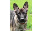 Adopt Hyacinth a Tan/Yellow/Fawn German Shepherd Dog / Mixed dog in Mason