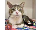 Adopt Soupz a White Domestic Shorthair / Mixed cat in Redwood City