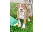 Adopt Benji A Red/Golden/Orange/Chestnut - With White Pit Bull Terrier /