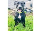 Adopt Daffy A Labrador Retriever Dog In Milton, DE (34730218)
