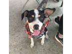 Adopt Chong a Black Jack Russell Terrier / Jack Russell Terrier dog in Tampa