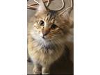 Adopt MJ a Tortoiseshell Domestic Longhair / Mixed (long coat) cat in Bedford