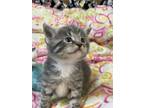 Adopt Tia a Gray or Blue Domestic Mediumhair cat in Washington, NJ (34729920)