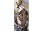 Adopt Arlo A Domestic Shorthair / Mixed Cat In Dickson, TN (34729848)