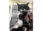 Adopt Lulu A Domestic Shorthair / Mixed Cat In Dickson, TN (34729847)