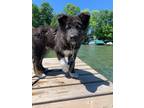 Adopt Toulouse a Black - with White German Shepherd Dog / Mixed dog in