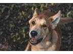 Adopt Charles a Red/Golden/Orange/Chestnut Husky / Mixed dog in Oro-Medonte