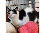 Adopt Panda a White Domestic Shorthair / Mixed cat in Saratoga Springs