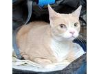 Adopt Pharaoh a Tan or Fawn Tabby Domestic Shorthair / Mixed cat in Saratoga