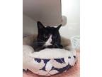 Adopt Curly A All Black Domestic Shorthair / Domestic Shorthair / Mixed Cat In