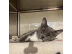 Adopt Manuka a Gray or Blue Domestic Shorthair / Mixed cat in Flagstaff