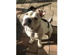 Adopt Patsy a White - with Black American Staffordshire Terrier / Mixed dog in