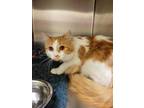 Adopt SHORTCAKE a Orange or Red Tabby Domestic Longhair / Mixed (long coat) cat