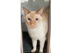 Adopt ASPEN a White (Mostly) Siamese (medium coat) cat in Cranston