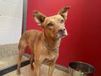 Adopt GIRL a Tan/Yellow/Fawn German Shepherd Dog / Mixed dog in Tucson