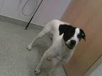 Adopt CURLY a White - with Black Australian Cattle Dog / Mixed dog in Loveland